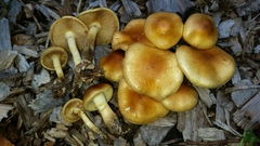 Pholiota