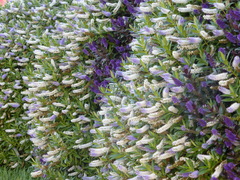 Veronica × andersonii