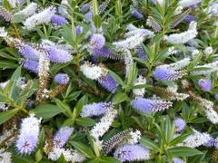 Veronica × andersonii