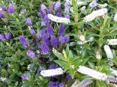 Veronica × andersonii