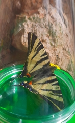 Iphiclides podalirius