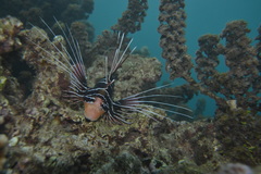 Pterois radiata