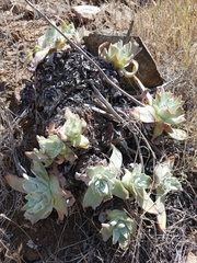 Dudleya virens insularis