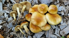 Pholiota
