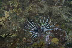 Pterois radiata
