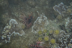 Pterois radiata