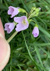 Cardamine pratensis