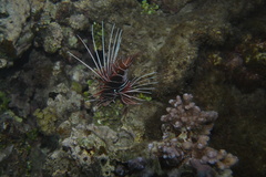 Pterois radiata