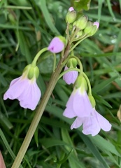 Cardamine pratensis