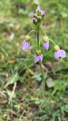 Cardamine pratensis