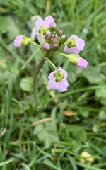 Cardamine pratensis