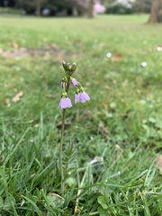 Cardamine pratensis