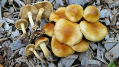 Pholiota