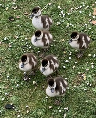 Alopochen aegyptiaca