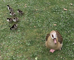 Alopochen aegyptiaca