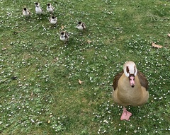 Alopochen aegyptiaca