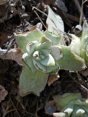 Dudleya virens insularis