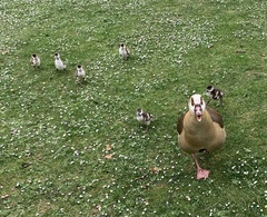 Alopochen aegyptiaca