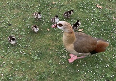 Alopochen aegyptiaca