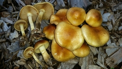 Pholiota