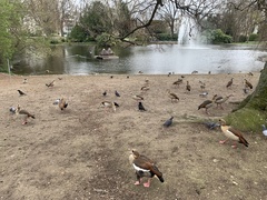 Alopochen aegyptiaca