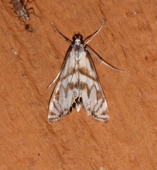 Image of Neocataclysta magnificalis
