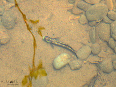 Stiphodon atropurpureus