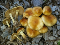 Pholiota