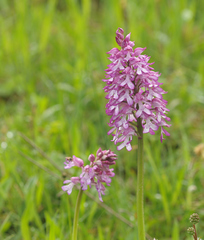 Orchis × hybrida