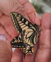 Papilio machaon