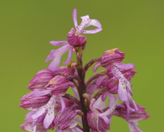 Orchis × hybrida