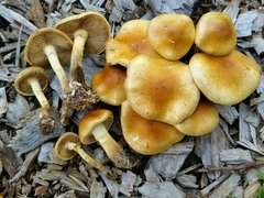 Pholiota