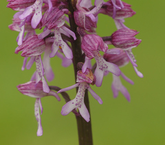 Orchis × hybrida