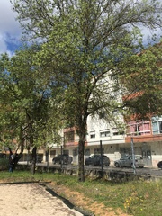 Acer monspessulanum