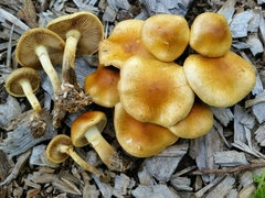 Pholiota