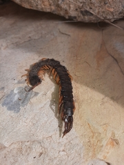 Scolopendra cingulata