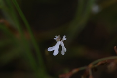 Stylidium capillare