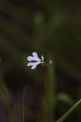 Stylidium capillare