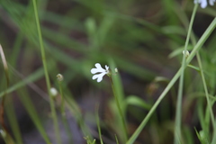 Stylidium capillare