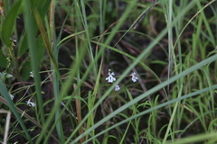 Stylidium capillare