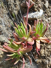 Dudleya virens