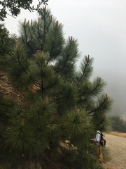 Pinus coulteri
