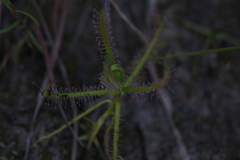Drosera aquatica