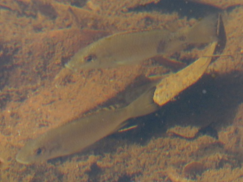 Louka Tilapia