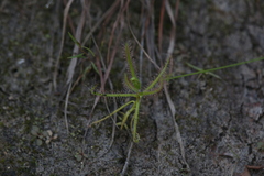 Drosera aquatica