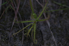 Drosera aquatica