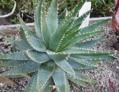 Aloe brevifolia