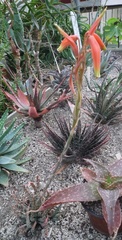 Aloe humilis
