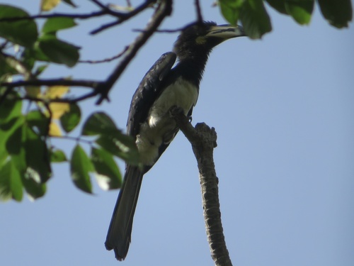 West African Pied Hornbill