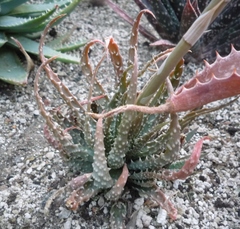 Aloe humilis
